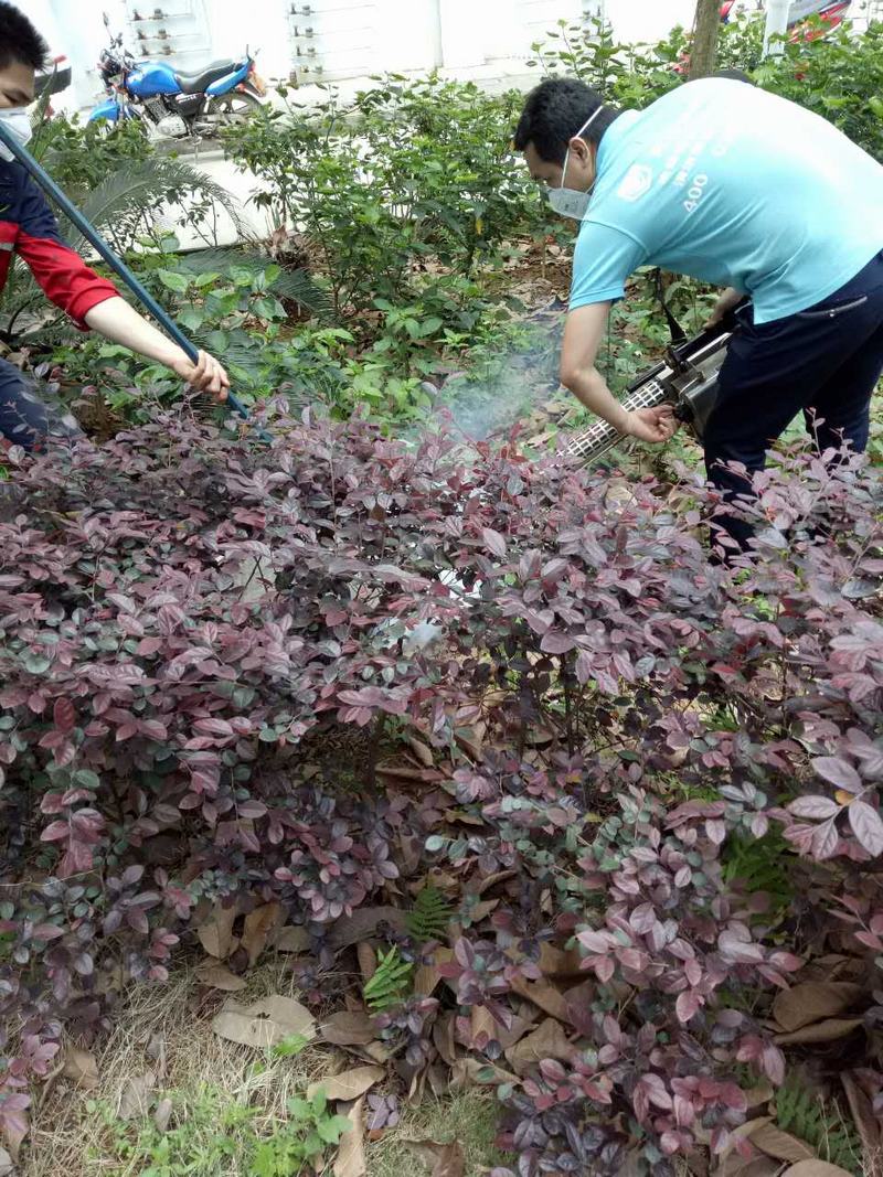 南宁厂房灭鼠